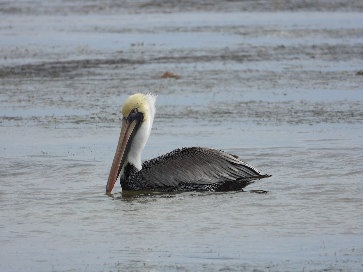 Brown Pelican - ML649759240