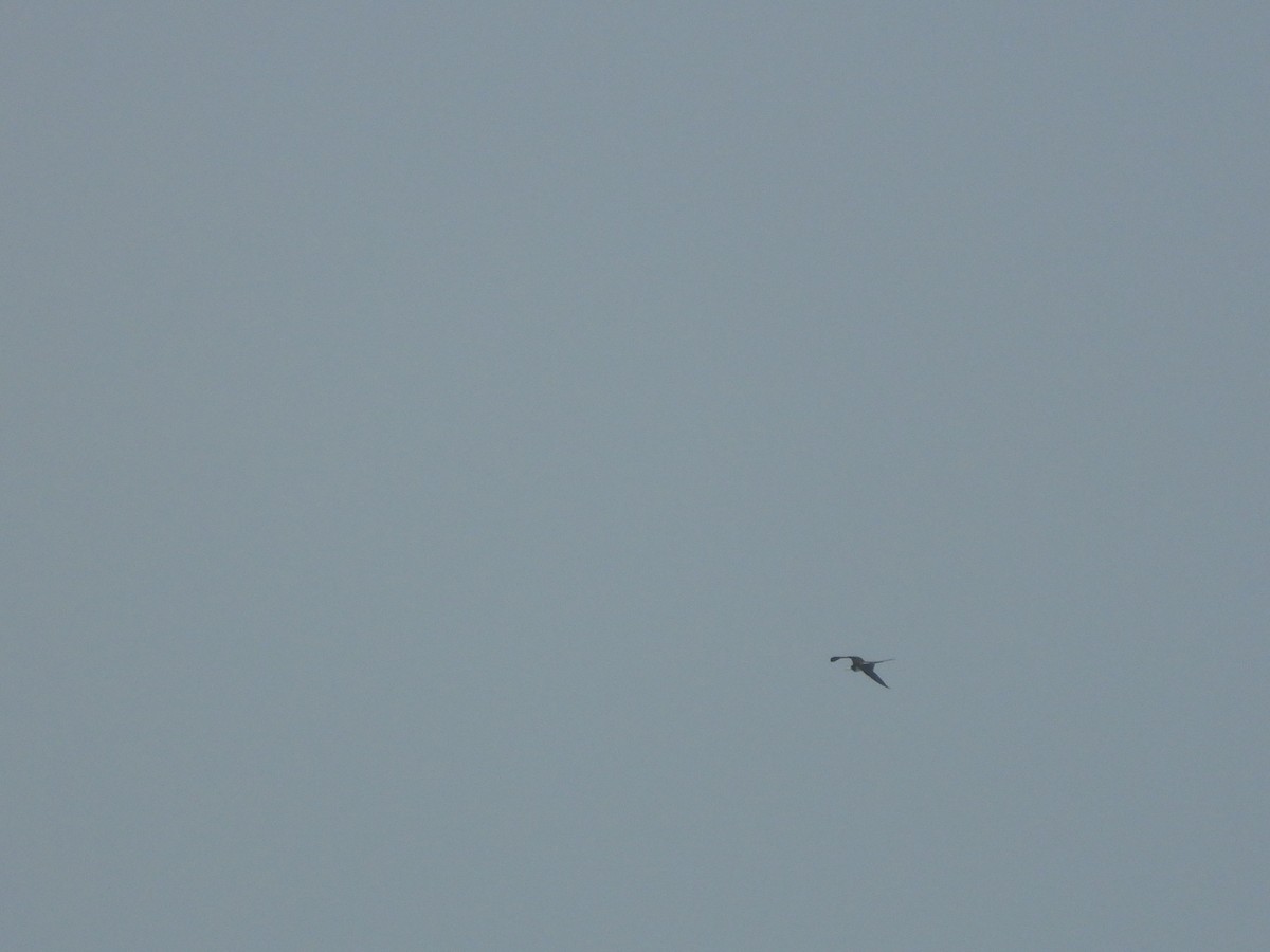 Magnificent Frigatebird - ML649759306