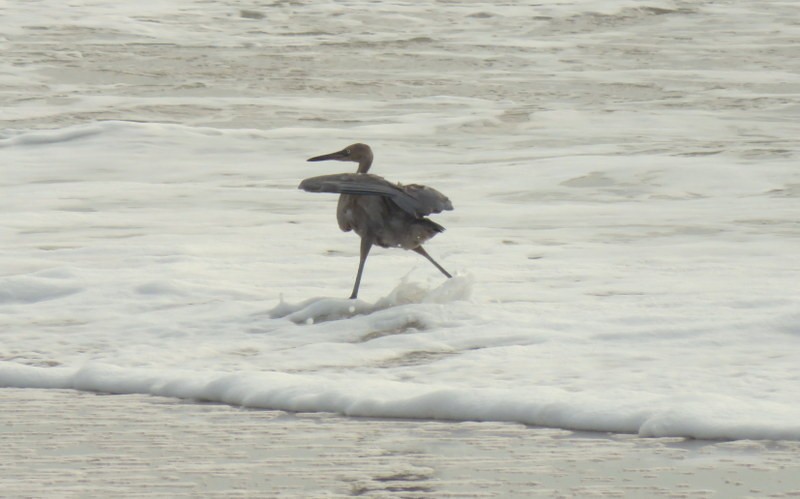 Reddish Egret - Diane Reed