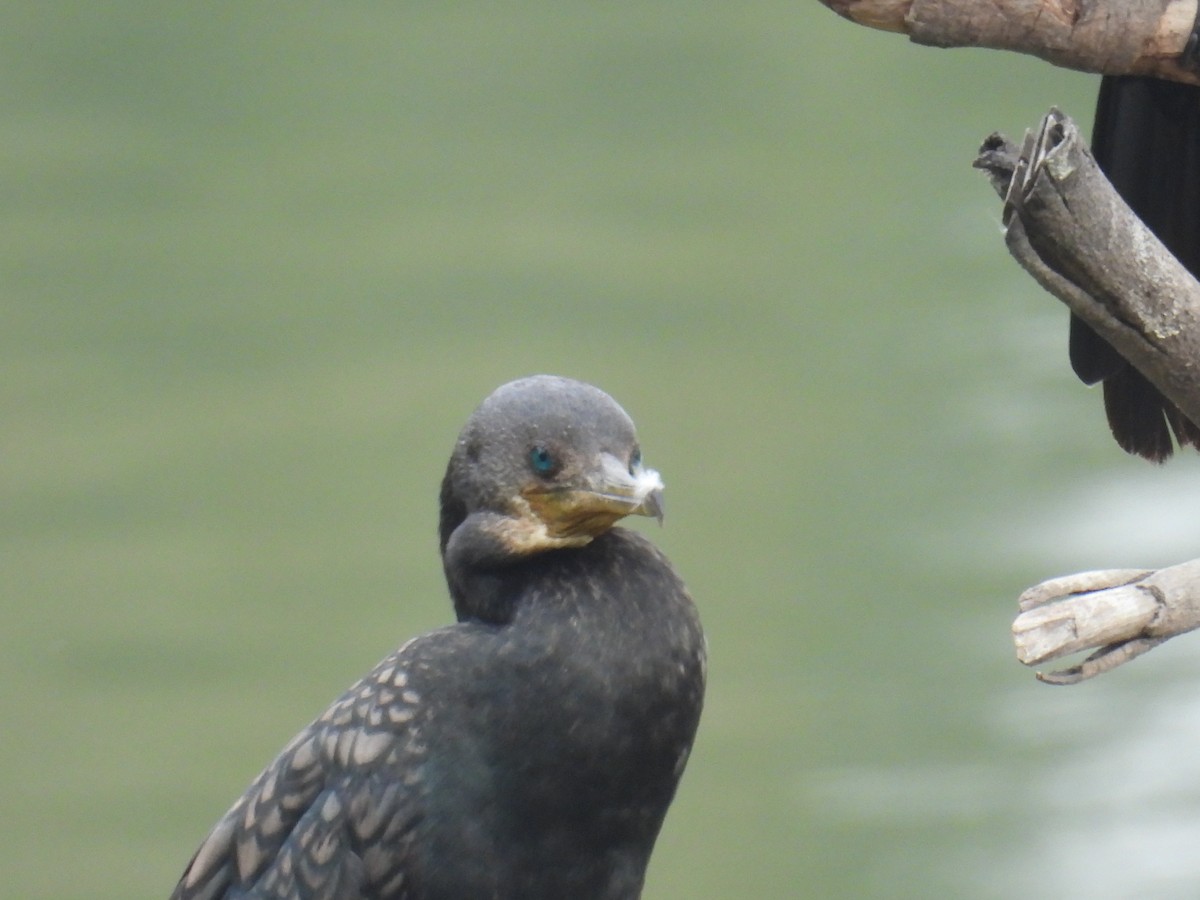 Indian Cormorant - ML649759436