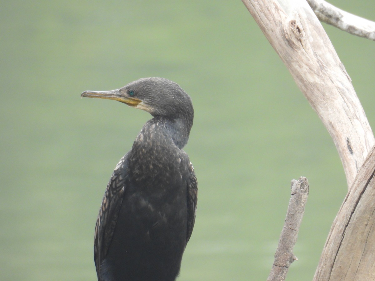 Indian Cormorant - ML649759438