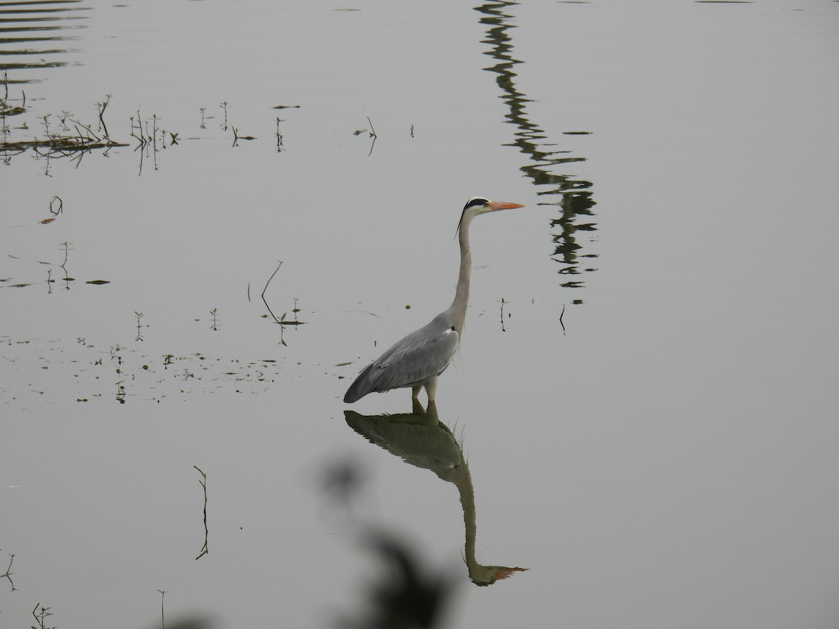 Gray Heron - ML649759457