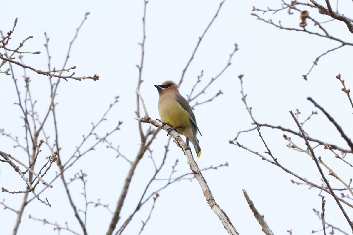 ציצנית אמריקנית - ML649759484