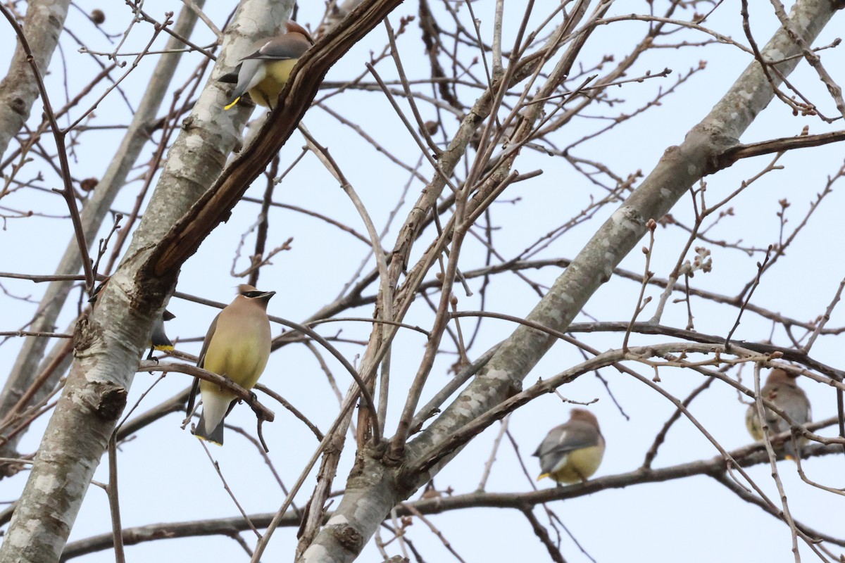 ציצנית אמריקנית - ML649759487