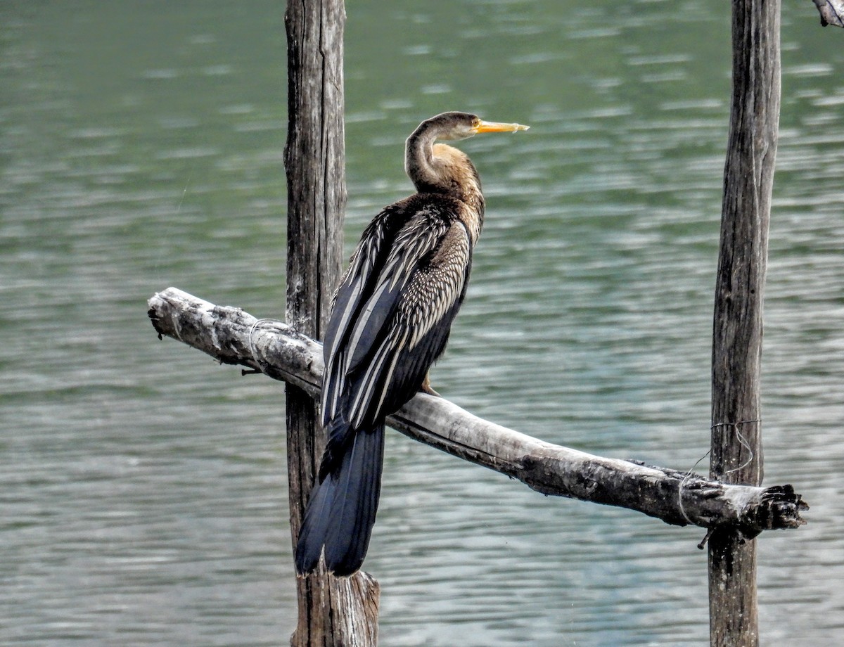 Oriental Darter - ML649759510