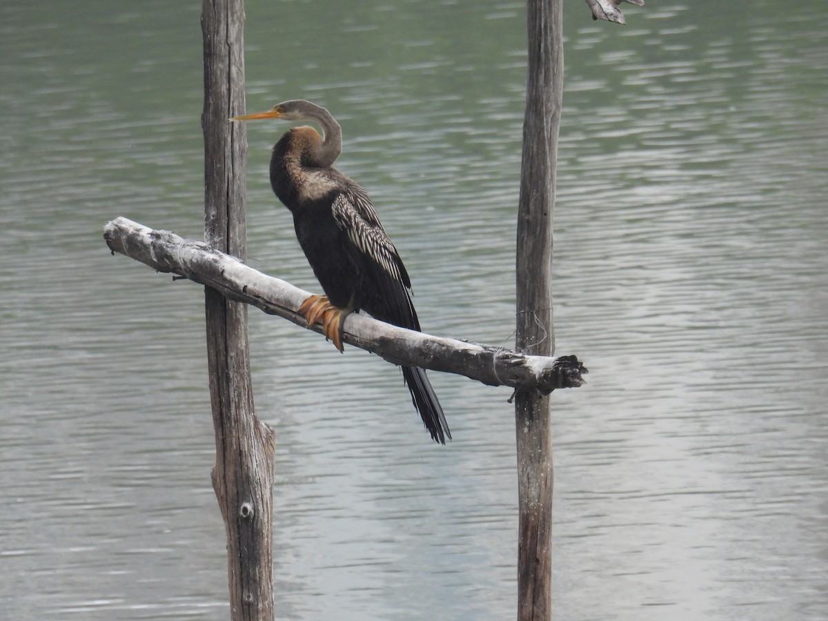 Oriental Darter - ML649759511