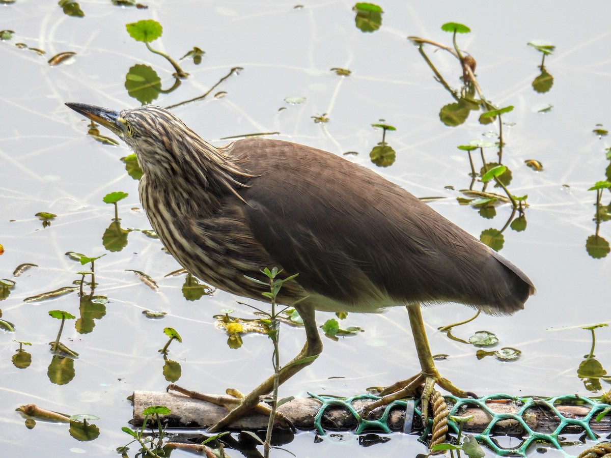 Indian Pond-Heron - ML649759549