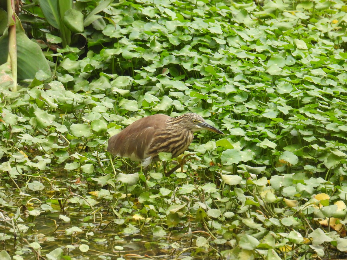 Indian Pond-Heron - ML649759550