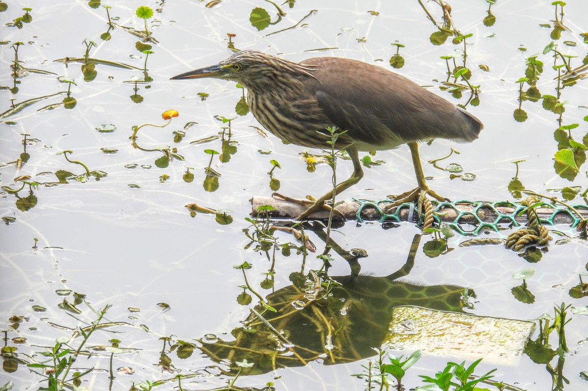 Indian Pond-Heron - ML649759568
