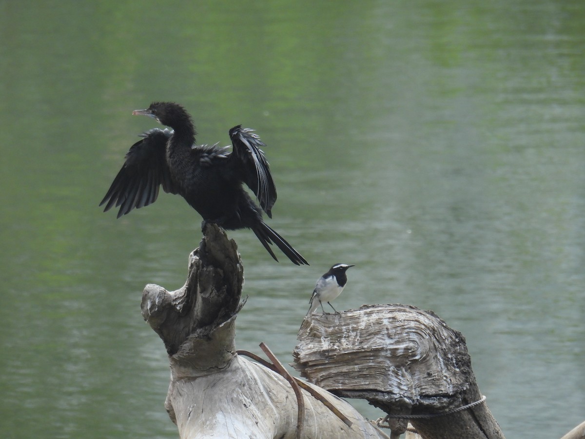 Little Cormorant - ML649759616