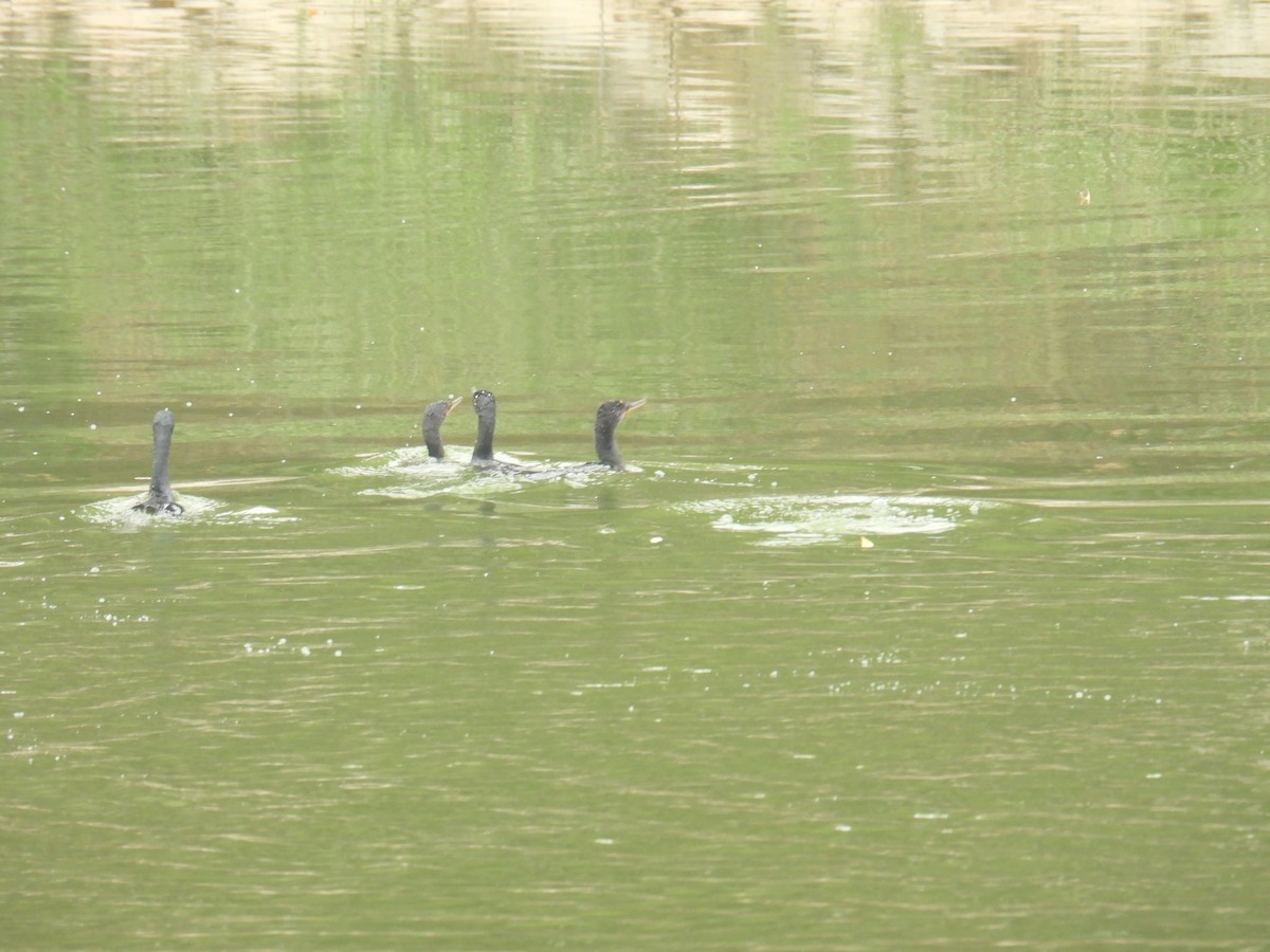 Great Cormorant - ML649759654