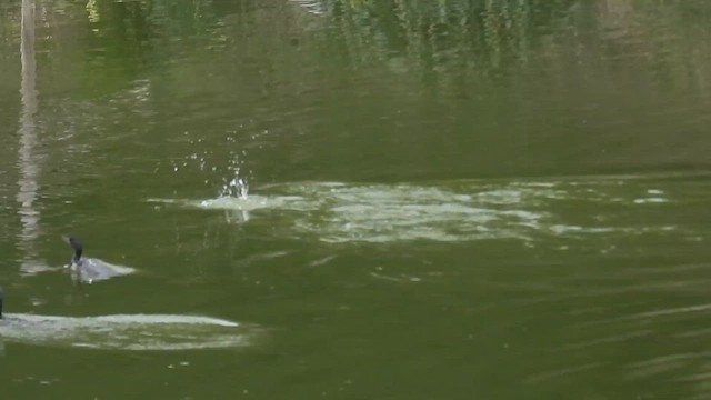 Great Cormorant - ML649759655