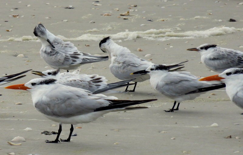 Sandwich Tern - ML64975971