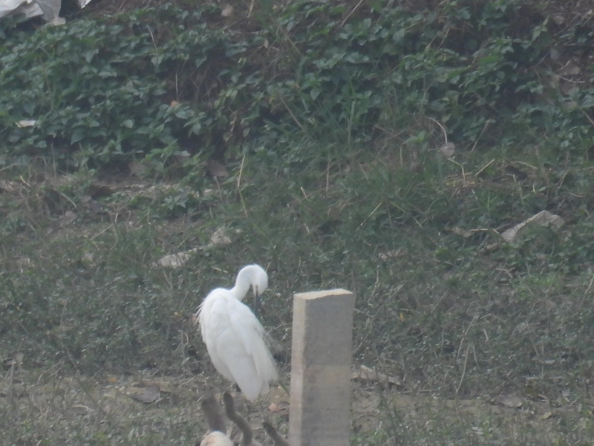 Little Egret - ML649759805