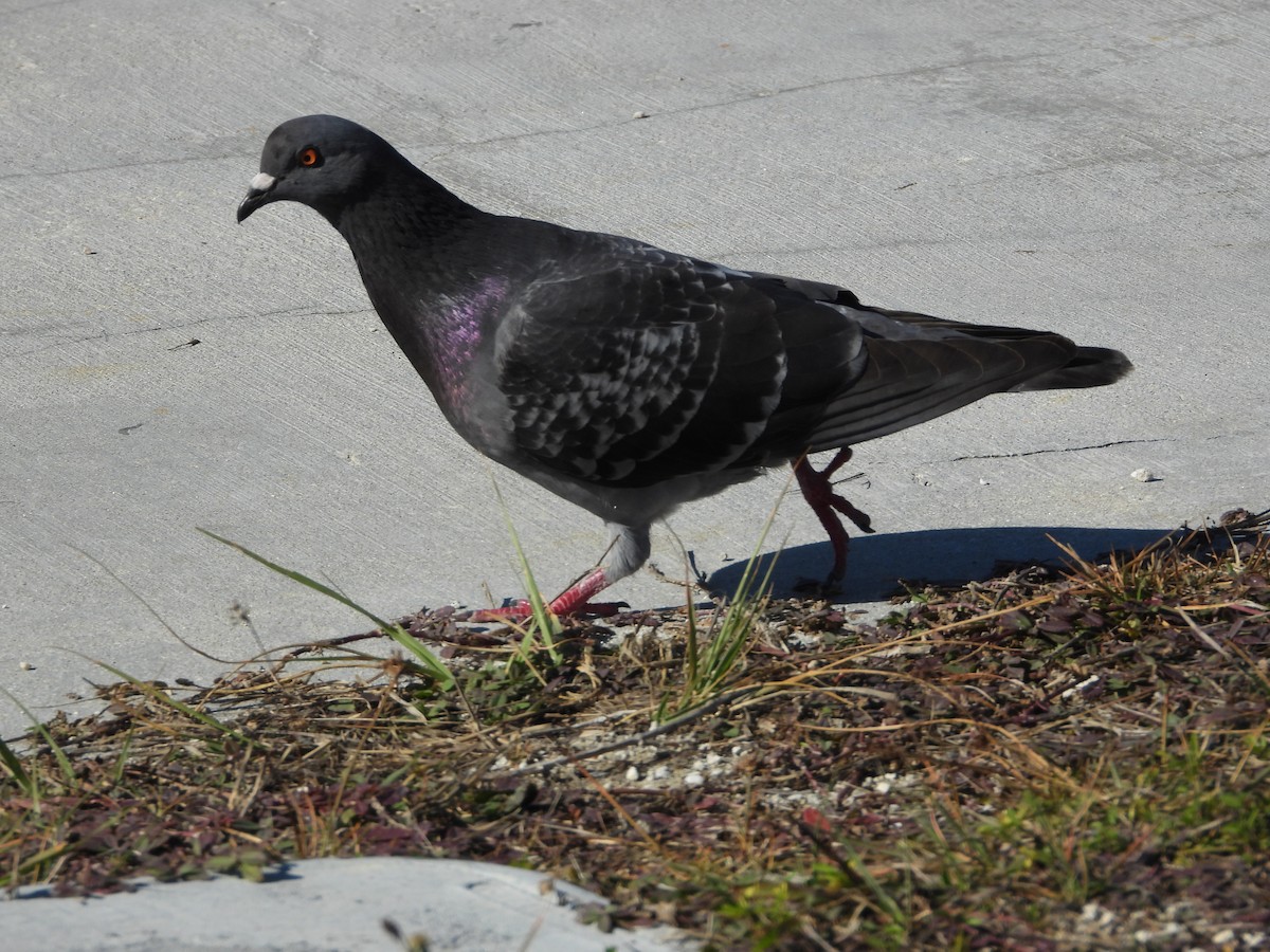 Rock Pigeon (Feral Pigeon) - ML649760522