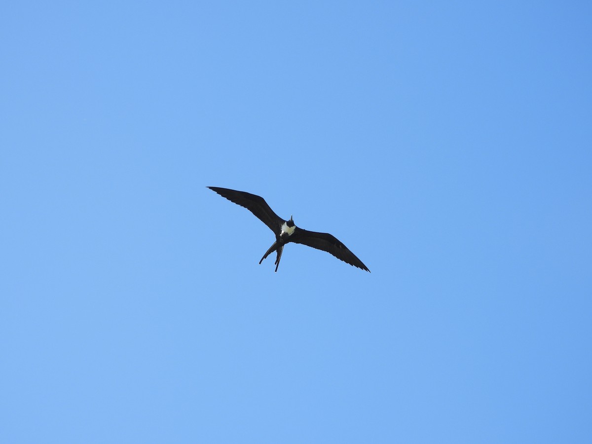 Magnificent Frigatebird - ML649760541