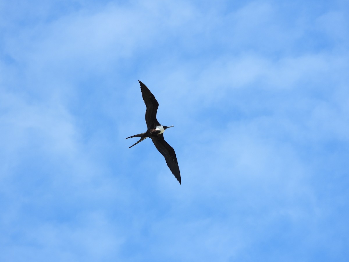 Magnificent Frigatebird - ML649760542