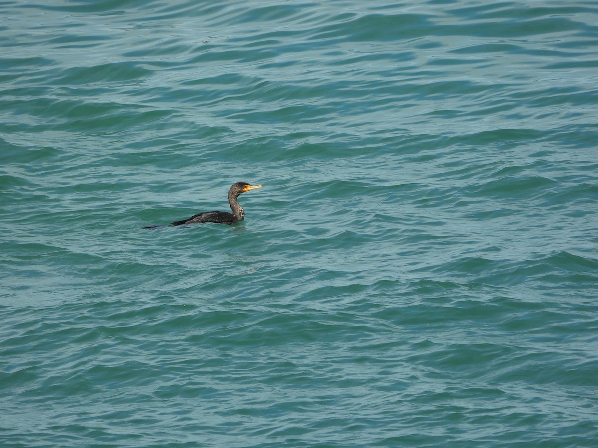 Double-crested Cormorant - ML649760569