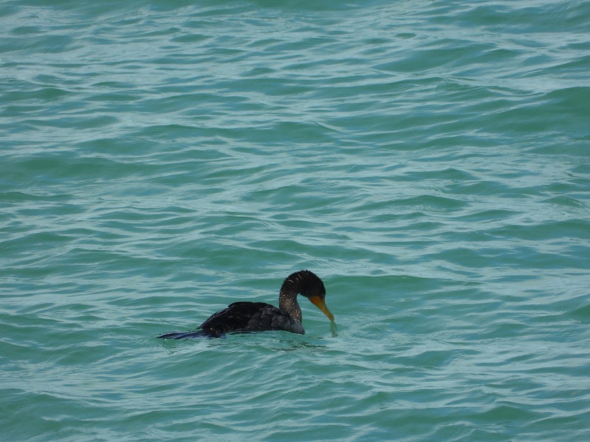 Double-crested Cormorant - ML649760571