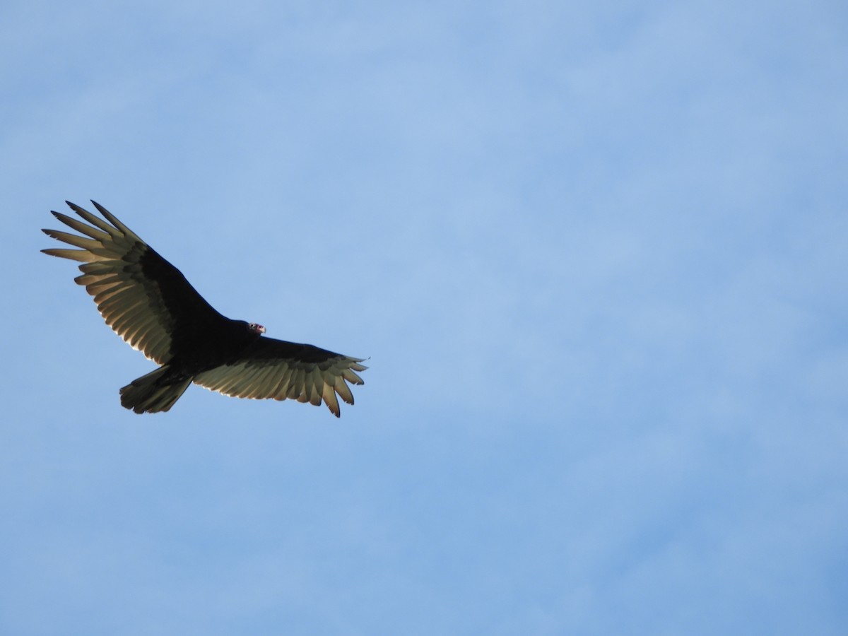 Turkey Vulture - ML649760582
