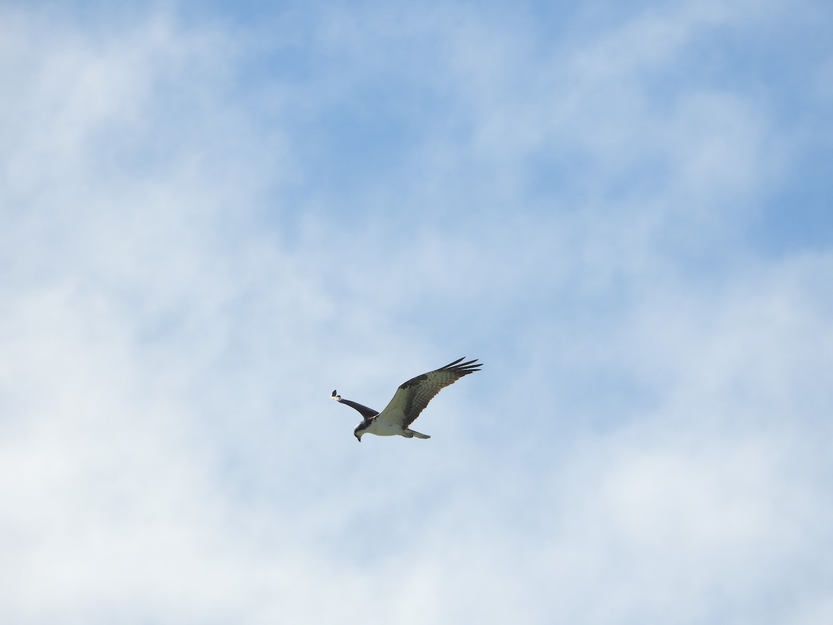 Osprey - ML649760600