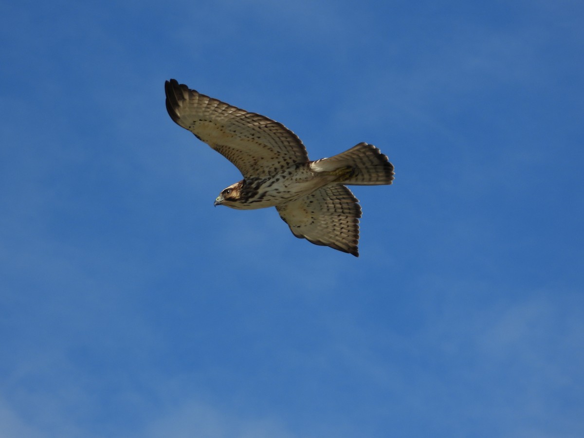 Broad-winged Hawk - ML649760642