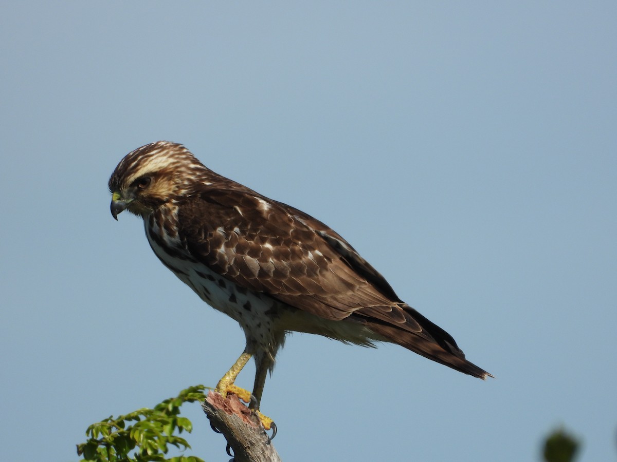 Broad-winged Hawk - ML649760644