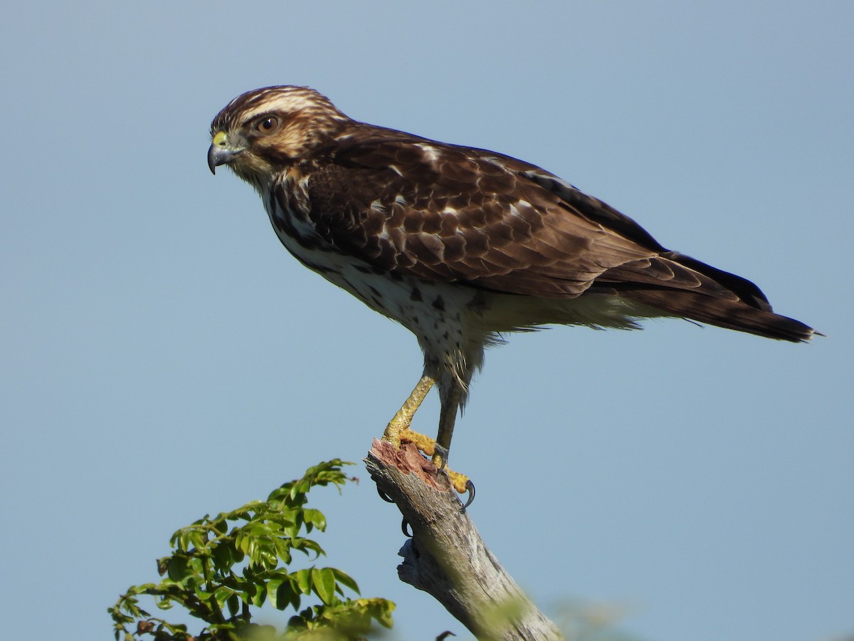 Broad-winged Hawk - ML649760648