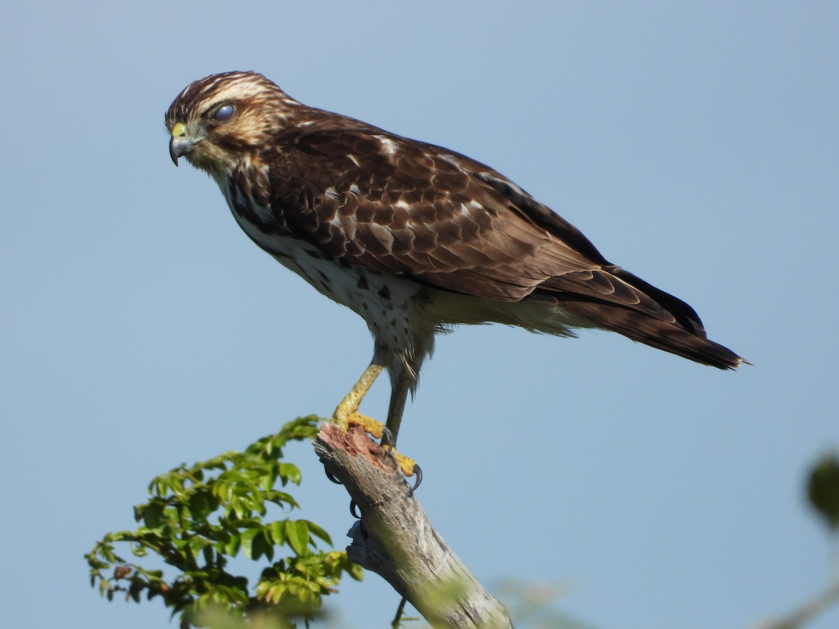 Broad-winged Hawk - ML649760650