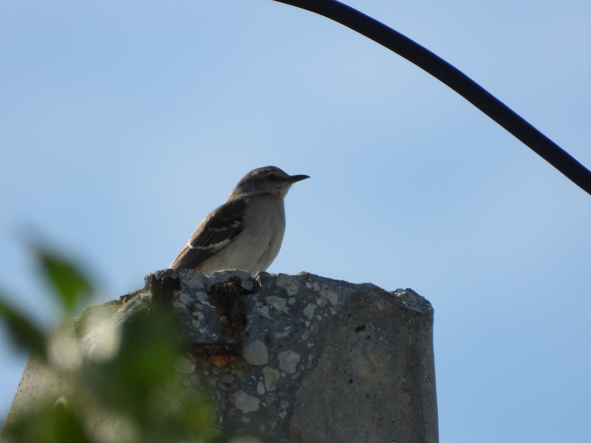 Northern Mockingbird - ML649760729