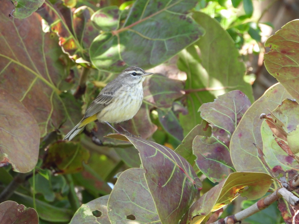 Palm Warbler - ML649760746