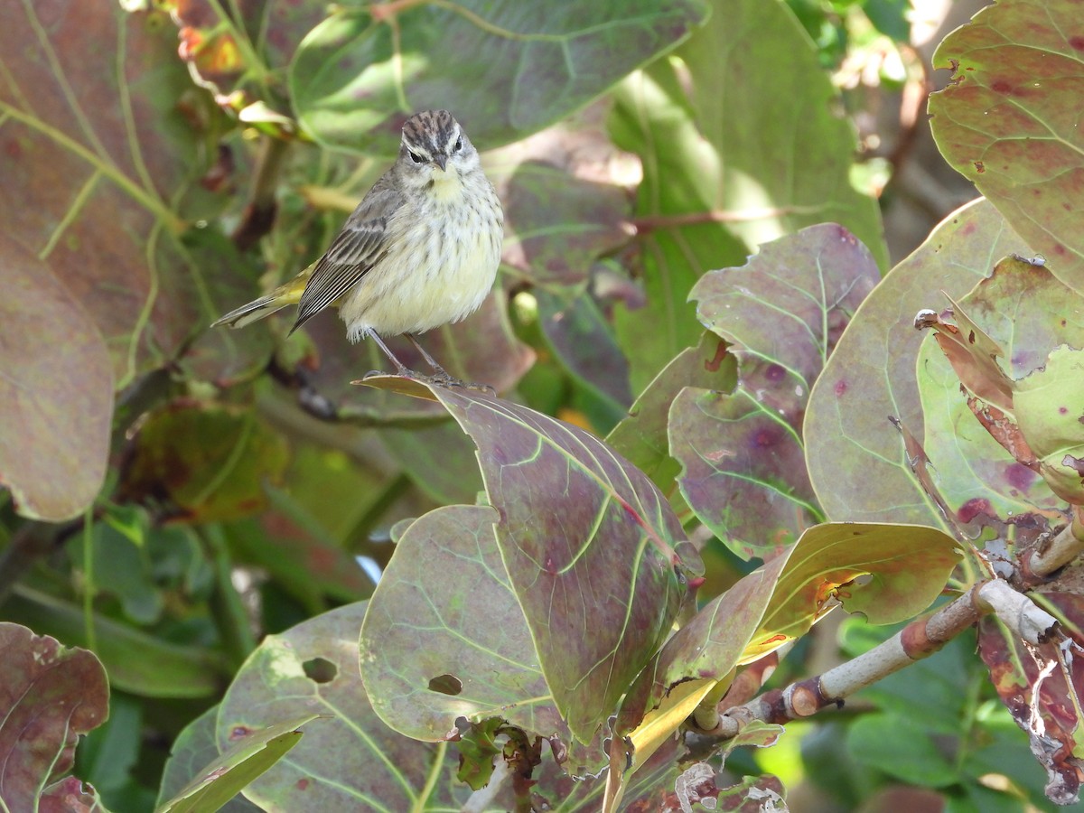 Palm Warbler - ML649760747