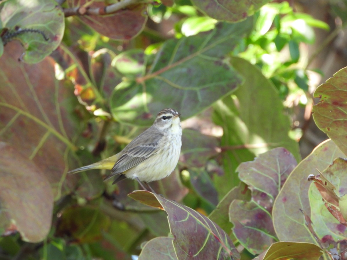 Palm Warbler - ML649760748