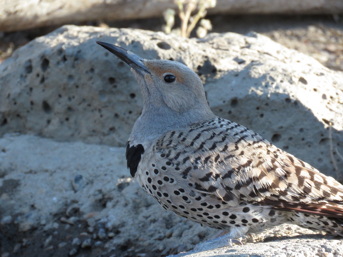 Northern Flicker (Red-shafted) - Kai Frueh