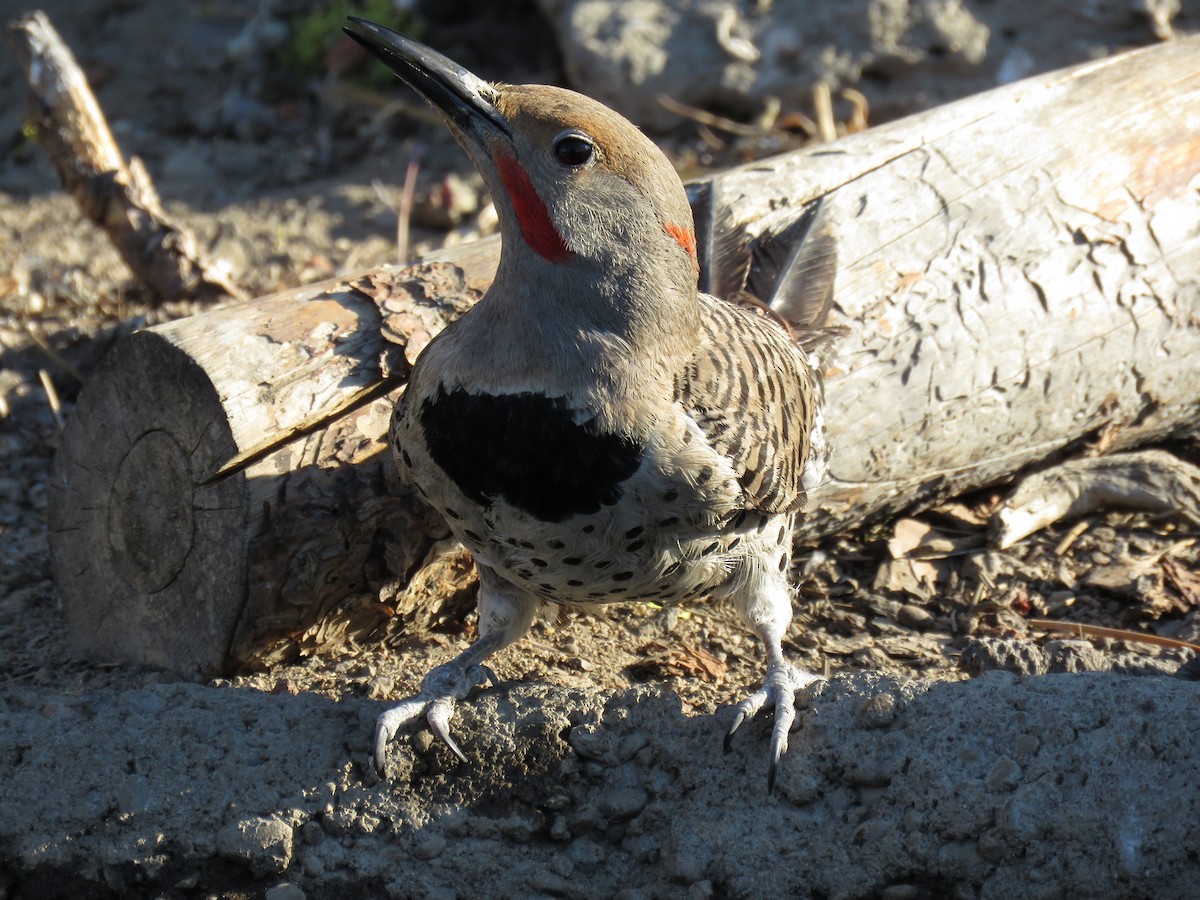 Northern Flicker (Yellow-shafted x Red-shafted) - Kai Frueh