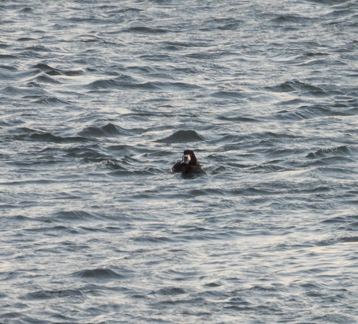 eBird Checklist - 27 Jan 2026 - Rudee Inlet - 12 species