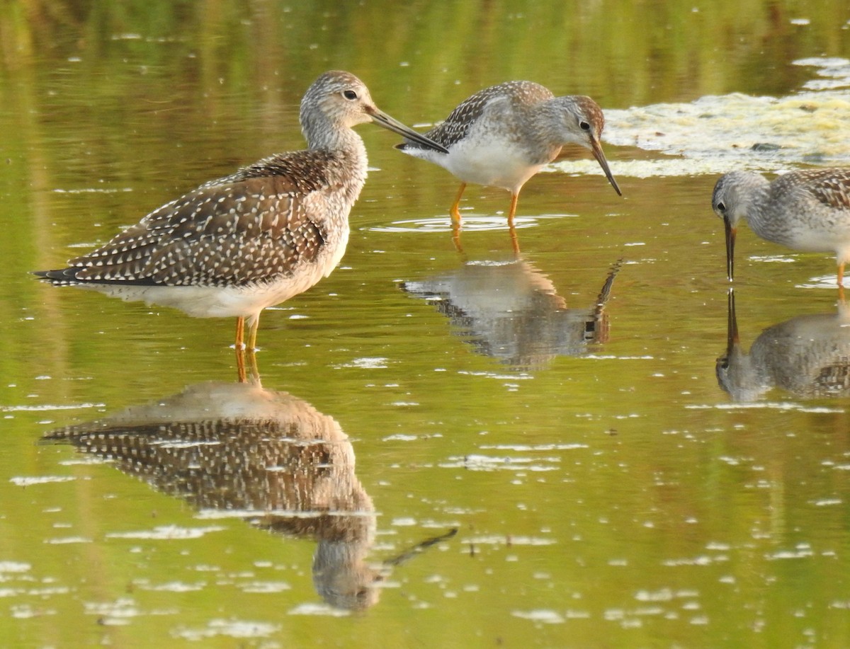 Lesser Yellowlegs - Jody  Wells