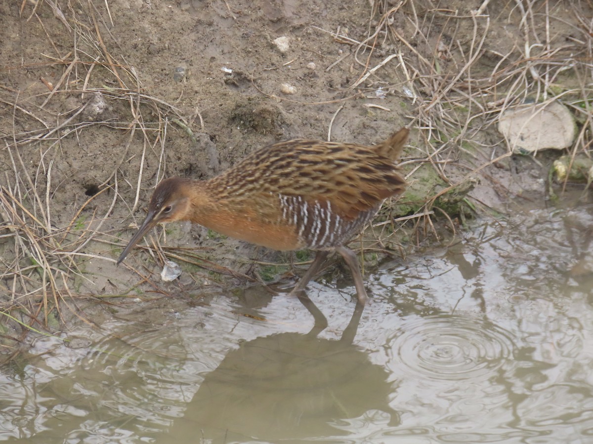 King Rail - ML649761912