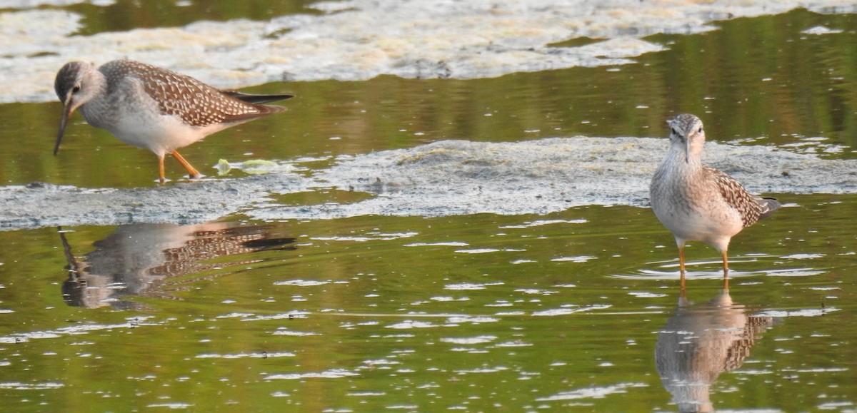 Lesser Yellowlegs - ML64976251