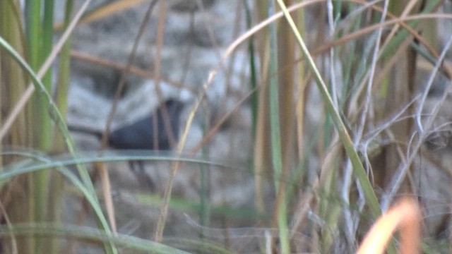 Katzenspottdrossel - ML649763699