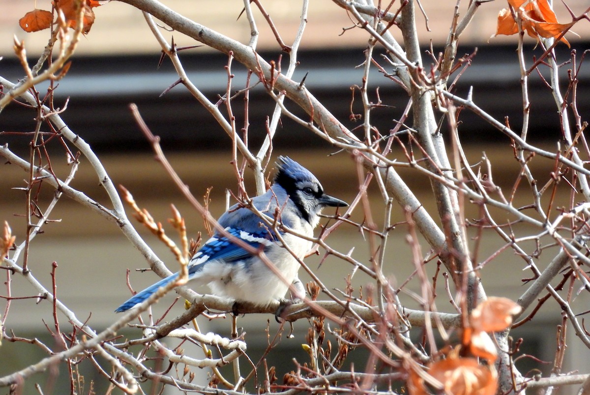 Голубая сойка - ML649763808