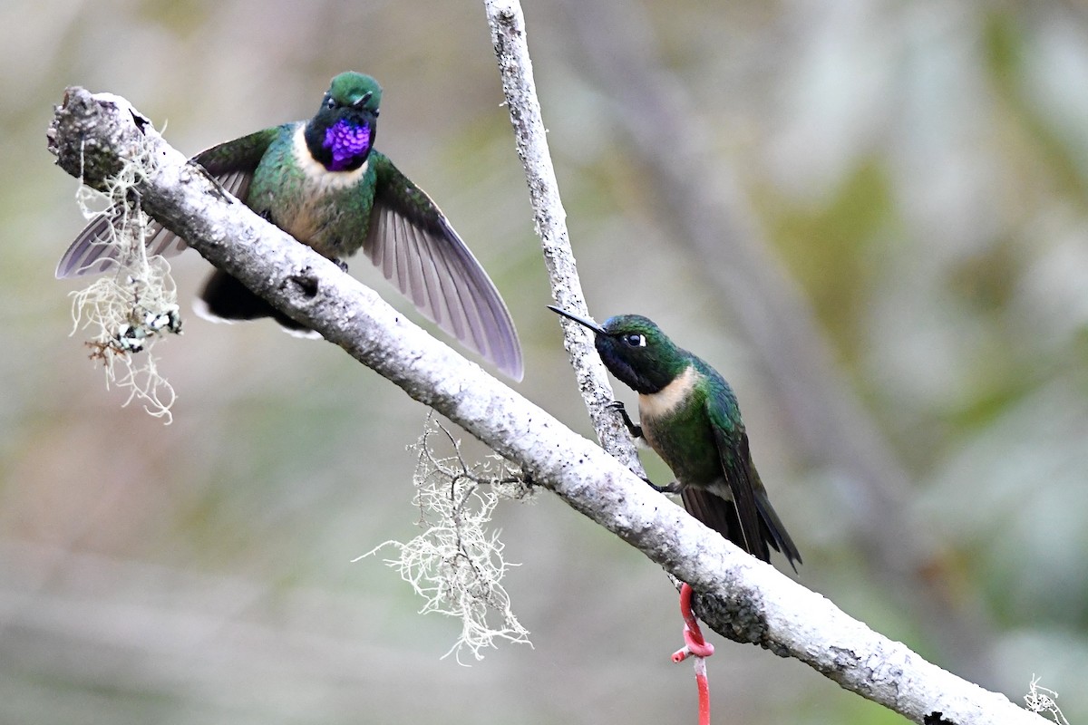 Amethyst-throated Sunangel - ML649763969