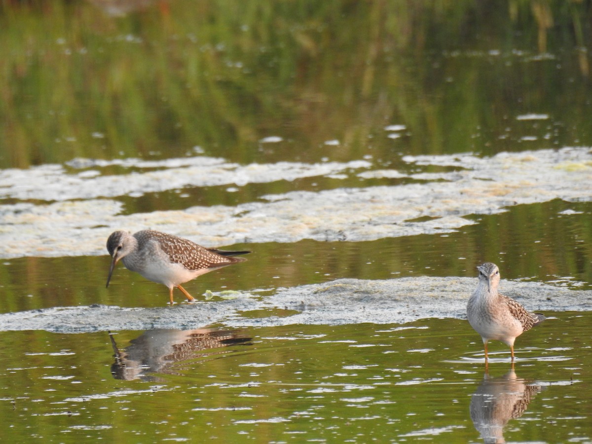 Lesser Yellowlegs - ML64976401