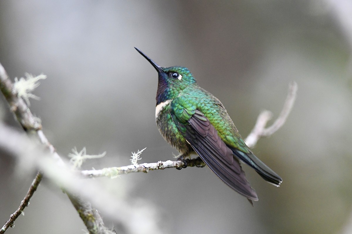 Amethyst-throated Sunangel - ML649764034