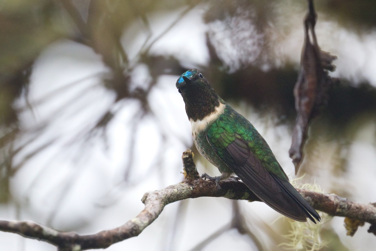 Amethyst-throated Sunangel - ML649764708