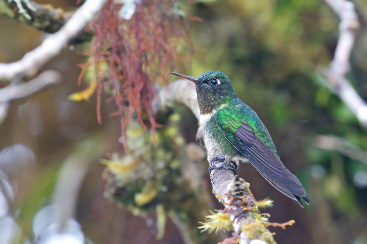 Amethyst-throated Sunangel - ML649764737