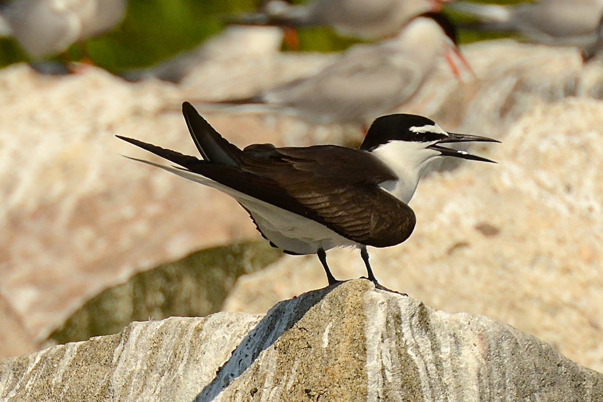 Bridled Tern - Stephen Broker