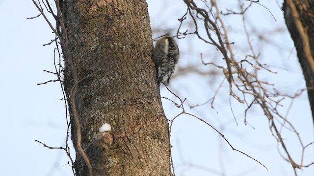 シルスイキツツキ - ML649765079