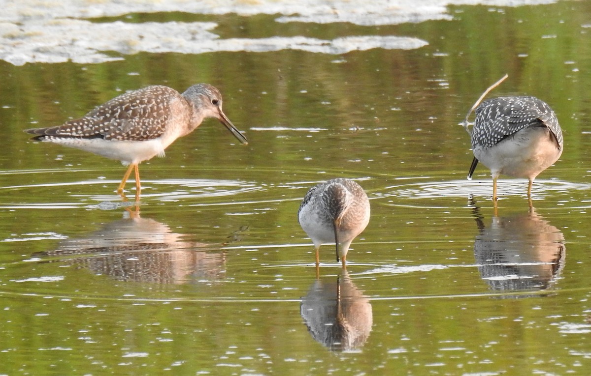 Lesser Yellowlegs - ML64976611