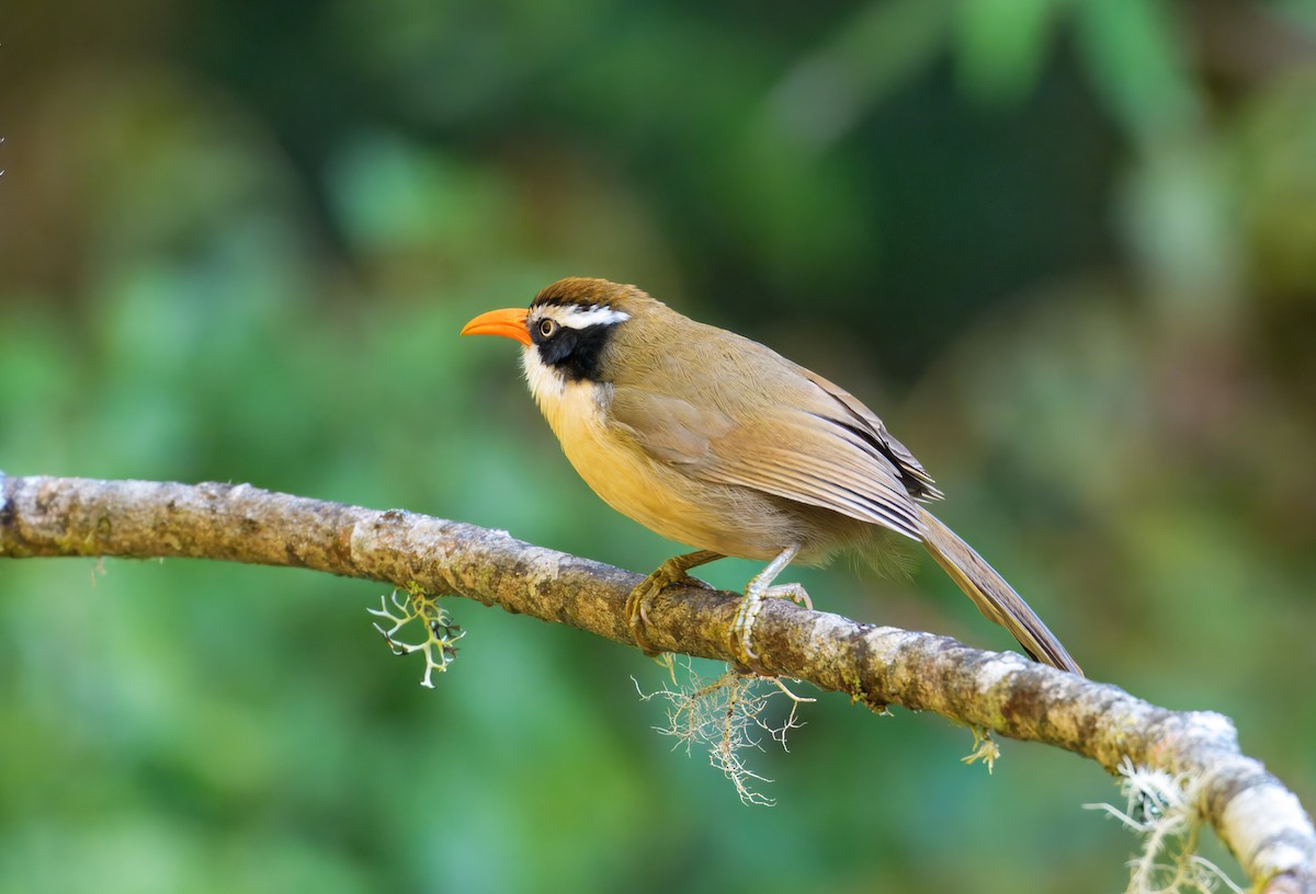 Силамбан буроголовий - ML649766133